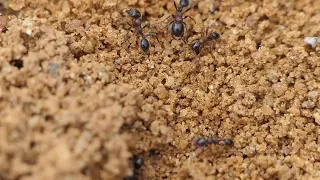 Messor species ants digging a nest