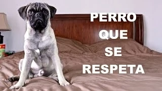 PERRO QUE SE RESPETA | Hola Soy Alex - JuegaGerman