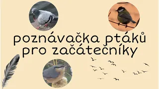 Poznávačka ptáků - velmi jednoduché