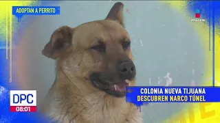 Rescatan a un perrito que se encontraba en narcotúnel en Tijuana | De Pisa y Corre