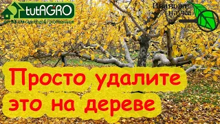 ОСТАНОВИМ КОРНЕПАД! ЯБЛОНИ и ГРУШИ С УРОЖАЕМ КАЖДЫЙ ГОД! Простая процедура, её надо сделать в саду.