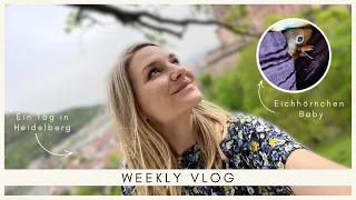 WIR RETTEN EIN BABY EICHHÖRNCHEN | WEEKLY VLOG