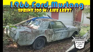 Abandoned 1966 Ford Mustang - Bringing Her Back to Life! From Tank to Tuning! Revival Worthy?