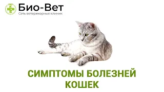 Симптомы болезней кошек. Ветеринарная клиника Био-Вет.