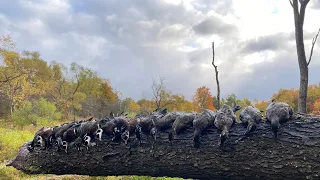 Epic Wood Duck Hunt (Pennsylvania Opener 2022) (6 Man Limit)