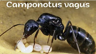CAMPONOTUS VAGUS