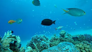Кораллы Красного моря 4К