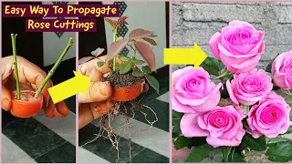 Simple & Best Method How To Grow Rose cuttings With Best Natural Rooting Hormone| Grow Rose Cuttings