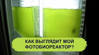 КАК ВЫГЛЯДИТ МОЙ ФОТОБИОРЕАКТОР?