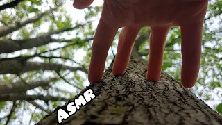 Fast Lofi ASMR Outside 🌻 Camera Tapping, Tree Scratching, Nature Sounds