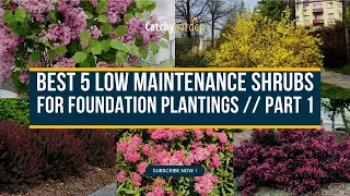 Best 5 Low Maintenance Shrubs for Foundation Plantings 🌱🌸 // Part 1