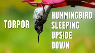 Hummingbird Sleeping Upside Down - Learn About Torpor