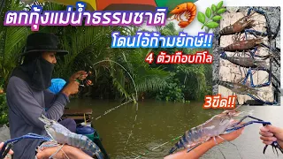 ตกกุ้งแม่น้ำธรรมชาติ🦐🌿 โดนไอ้ก้ามยักษ์ใหญ่!! 4 ตัวเกือบกิโล😱 ดึงโหดมาก💥 หมายเด็ดๆ