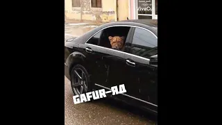 Gafur-Яд новый музыка 2021