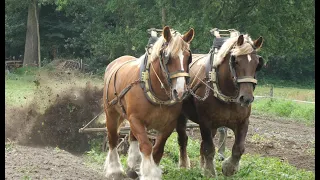 Harvesting potatoes with draft horses in an ecologically responsible manner