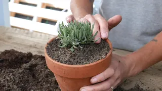 Protecting Young Lavender Plants for the Winter: Top Tips!! - Lavender World