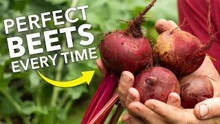 Grow Perfect Beets/Beetroot Every Time!