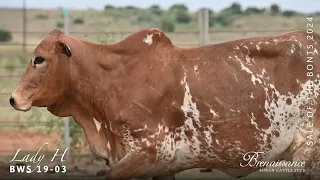 LOT 11 BWS19 03 Lady H   Sale of the Bonts 2024 HD