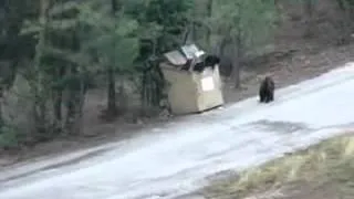 Спасли маленьких медвежат! Rescued little bear cubs!  Taslak