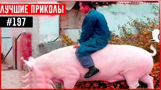 ПРИКОЛЫ 2017 Декабрь #197 ржака до слез угар прикол - ПРИКОЛЮХА