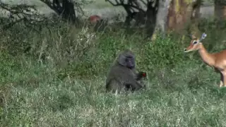 Baboon eating Baby Impala alive