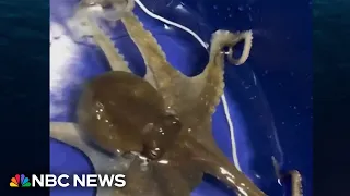 Family shares pet octopus journey on TikTok