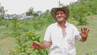 Cultivo de guayaba, Finca Las Gaviotas, Buga Valle