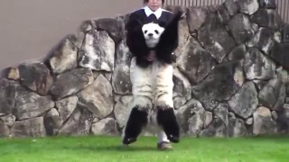 Панда хулиганит