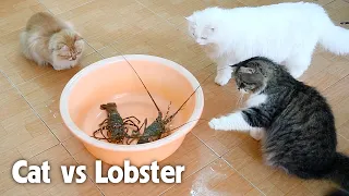 Cat vs Lobster | Seeing Lobster For The First Time