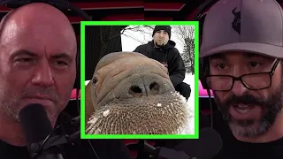 The Story of Phil Demers & Smooshi the Walrus