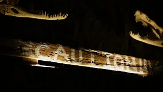 Huge Albino Alligator Moving In Water | Beaver Trying To Get Up By Waterfall & Swimming Around
