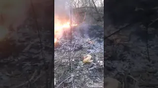 Пожар в посадке на Военведе г.Харьков