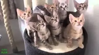 Funny cat videos   Best Funny Cats Video HD