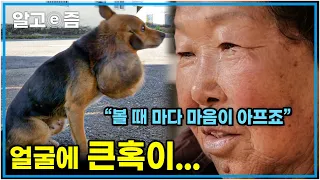 "수술하면 죽을 수도 있다 해서…” 점점 커지는 반려견 얼굴의 큰 혹, 생명에 위험이 있어 제거할 엄두도 못 내는데...할머니의 반려견 사랑┃세상에 나쁜 개는 없다┃알고e즘