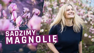 Sadzimy magnolię! Magnolia - w jakim miejscu będzie jej najlepiej?