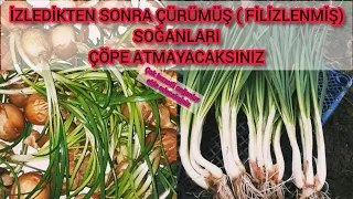 SOĞANLARI ATMAYI DEĞİL🎍EKİP CAN VERMEYİ SEÇ👍FİLİZLENMİŞ  SOĞANLARINIZI🌼KOLAYCA TAZE SOĞAN DÖNÜŞTÜRÜN