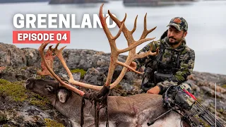 HUGE HARD HORN! 💥 BOWHUNTING CARIBOU 💥 GREENLAND HUNTING SERIES [EPISODE 04]