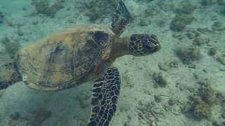 Swimming with Sea Turtles - Kauai, Hawaii