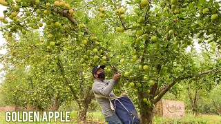 This is the most amazing golden apple farm🍏🍏🍏