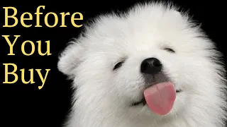 Before You Get A Samoyed