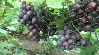 Сорта винограда 2018. Заря Несветая удивила в этом сезоне