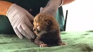 Cheetah Cubs!