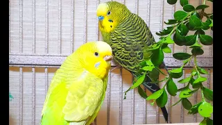 3.5 Hr Budgies Chirping Parakeets Sounds Reduce Stress , Relax to Nature Bird Sounds