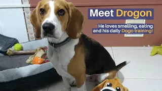 Meet Drogon - a pup who loves his Dogo training