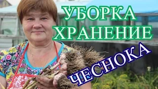 Советы по Уборке и Хранению Чеснока. (27.07.16)