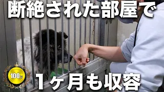 【非道】危険と言われ隔離されていた犬をなんとか保護しました