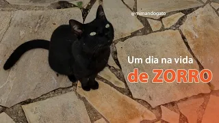 Um dia com o gatinho Zorro