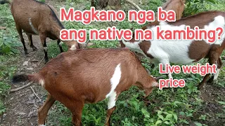 Magkano ang native na kambing?