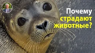 Почему страдают животные? В чём смысл страданий животных?