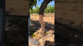 Grape vine grafting